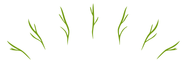 organic-illustrations